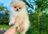 Teddy face pomeranian